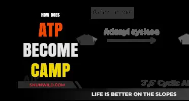 ATP to cAMP: Unraveling the Molecular Transformation Process