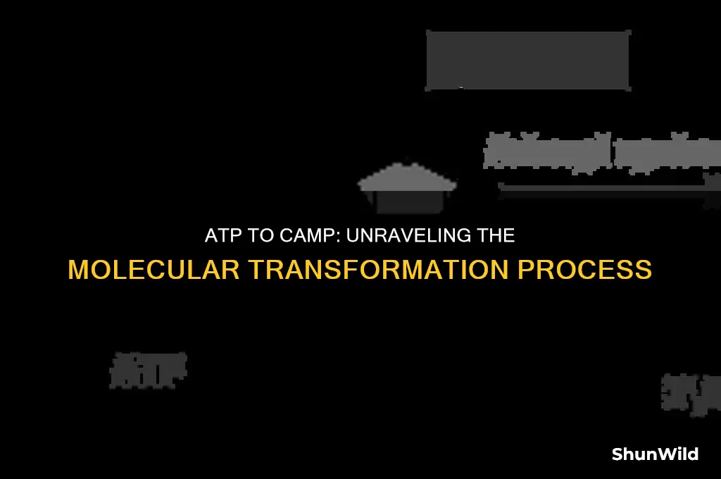 how does atp become camp
