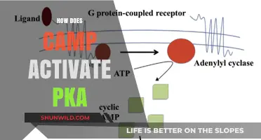 How cAMP Activates PKA: A Detailed Molecular Mechanism Explained
