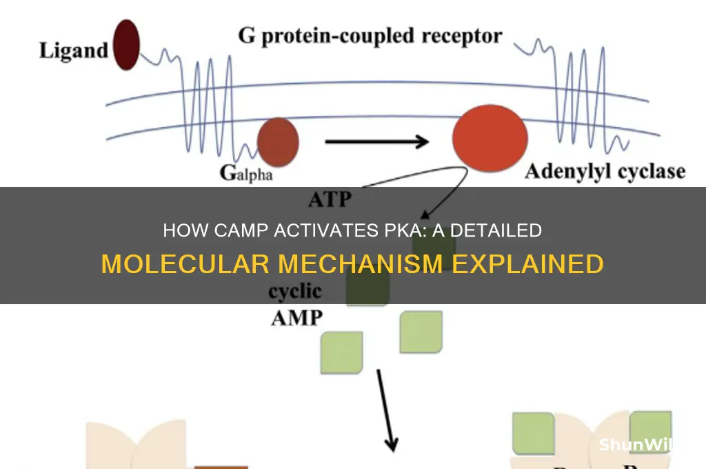 how does camp activate pka