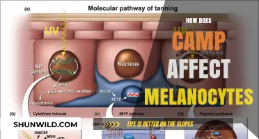 Camp's Impact on Melanocytes: Unveiling Skin Pigmentation Changes