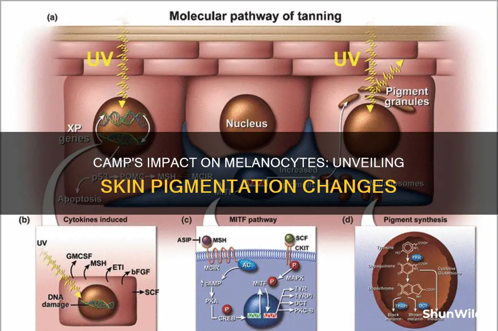 how does camp affect melanocytes