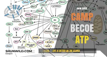 How Camp Metabolism Converts Energy into ATP: A Detailed Guide