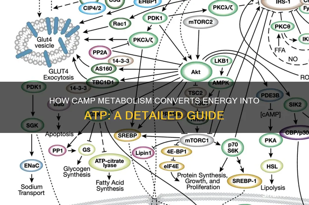 how does camp becoe atp