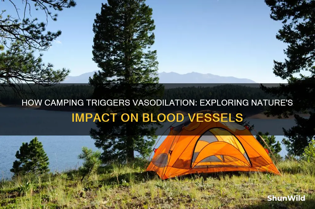 how does camp casue vasodialtion