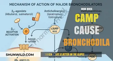 Camp-Mediated Bronchodilation: Unraveling the Mechanism Behind Airway Relaxation
