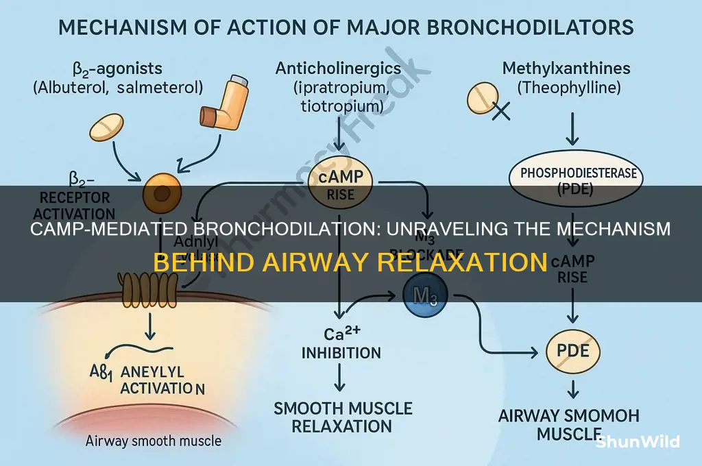 how does camp cause bronchodilation