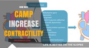 Boosting Heart Strength: Understanding Camp's Role in Enhanced Contractility