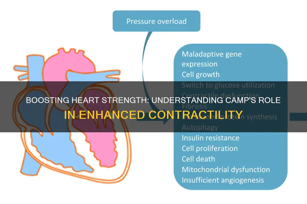 how does camp increase contractility