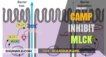 Understanding How Camp Inhibits MLCK: Mechanisms and Implications