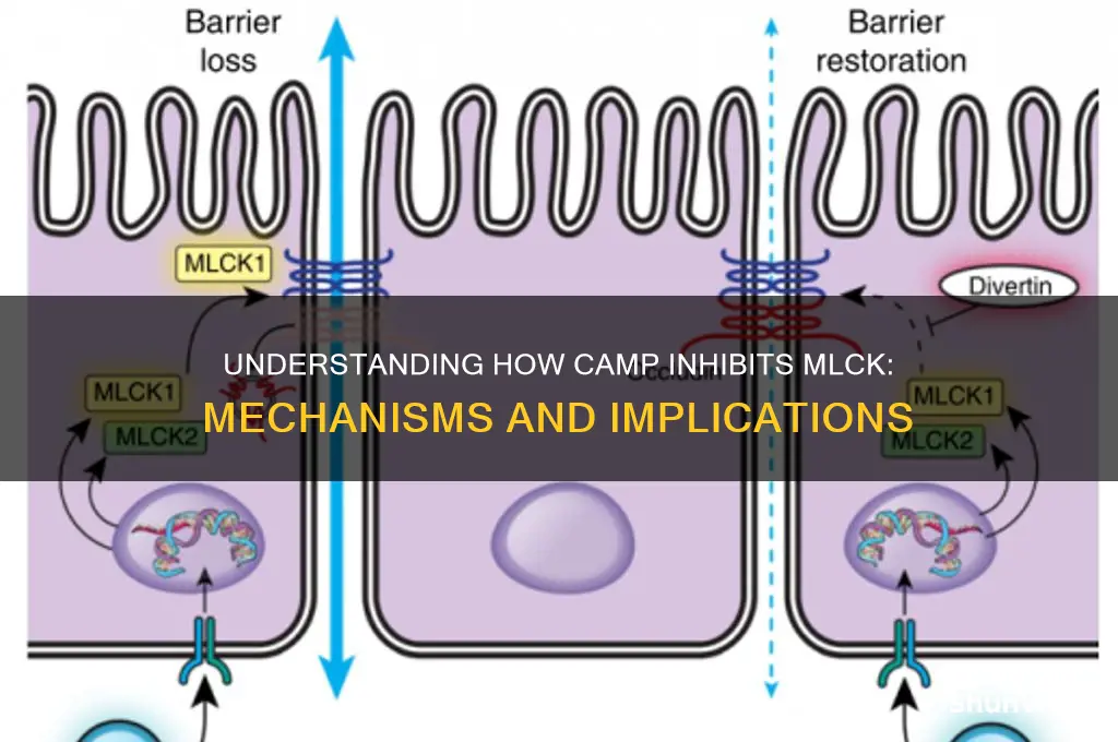 how does camp inhibit mlck