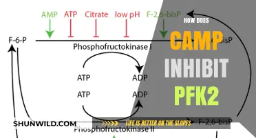 Camp's Role in Inhibiting PFK2: Mechanisms and Metabolic Implications