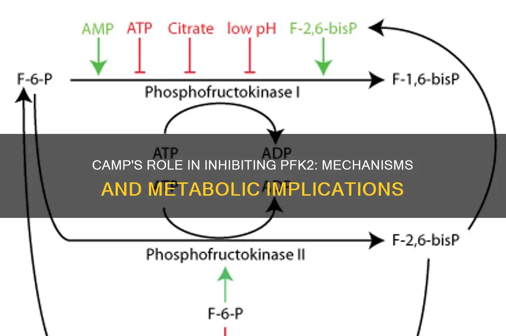 how does camp inhibit pfk2