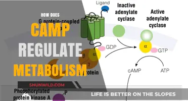 Camp's Role in Metabolism Regulation: Unlocking Energy Balance Secrets
