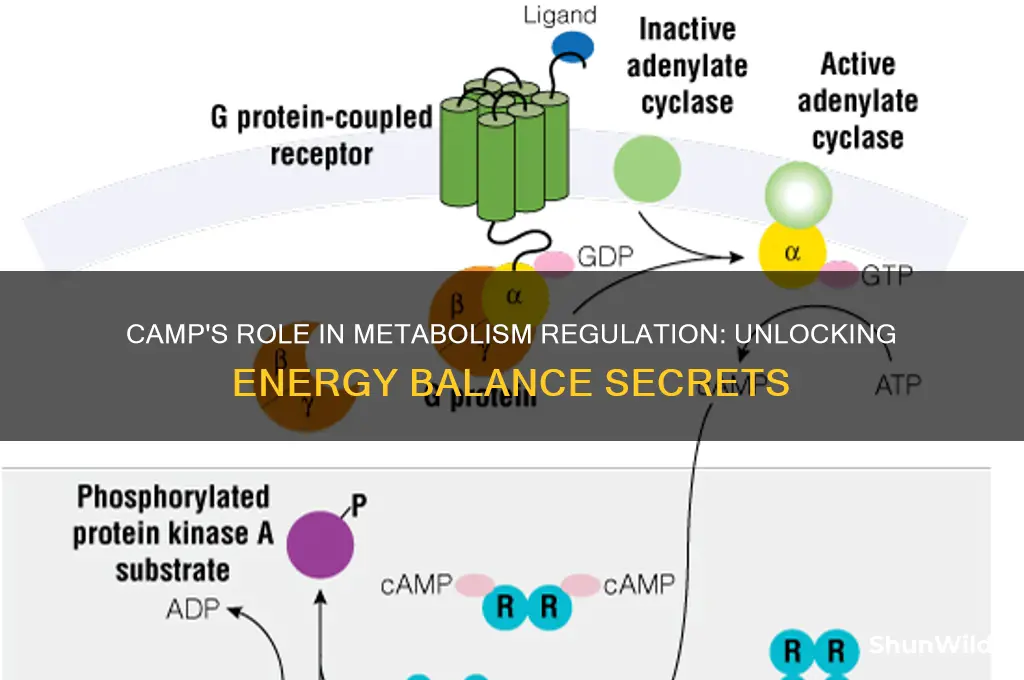 how does camp regulate metabolism