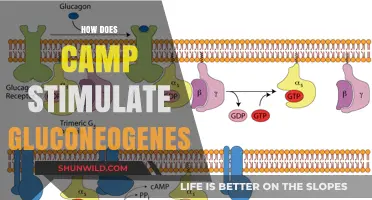 Camp's Role in Boosting Gluconeogenesis: A Metabolic Mechanism Explained