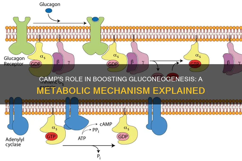 how does camp stimulate gluconeogenesis