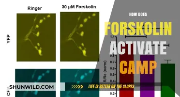 Forskolin's Mechanism: Activating cAMP for Cellular Signaling and Health Benefits