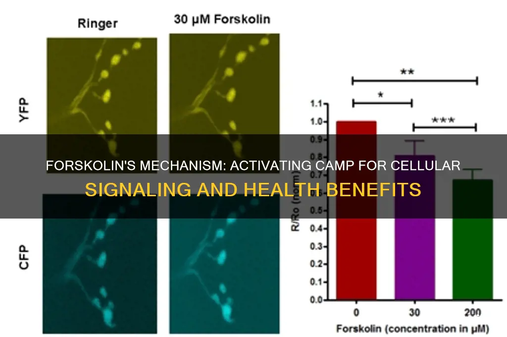 how does forskolin activate camp