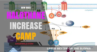 Halothane's Mechanism: Boosting cAMP Levels in Cellular Signaling Pathways