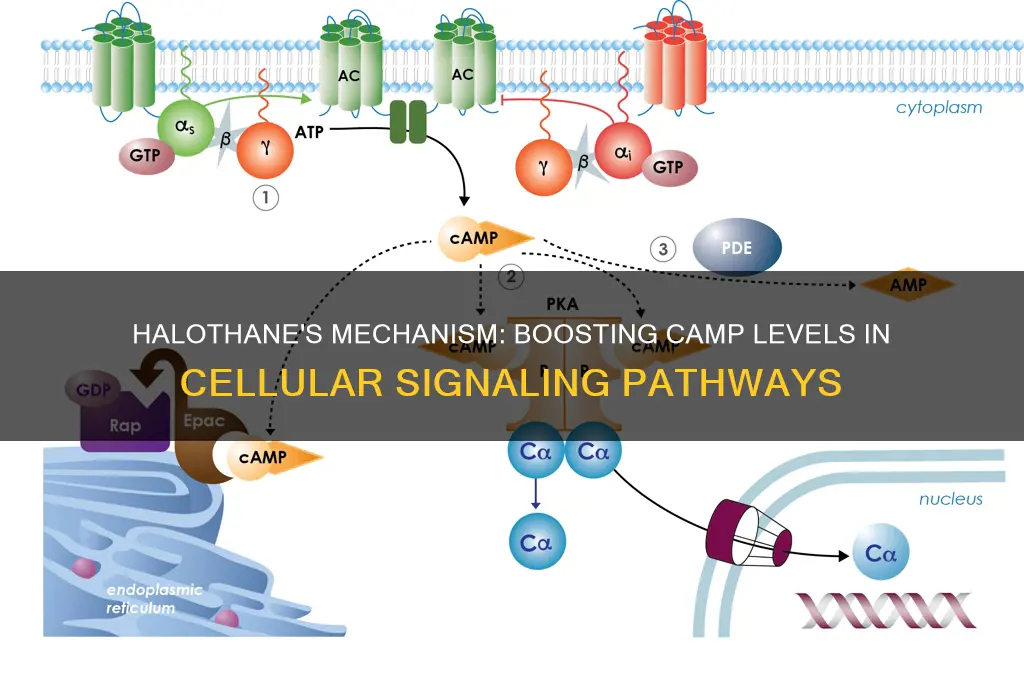 how does halothane increase camp