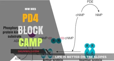 Understanding PD4's Mechanism to Inhibit cAMP Signaling Pathways