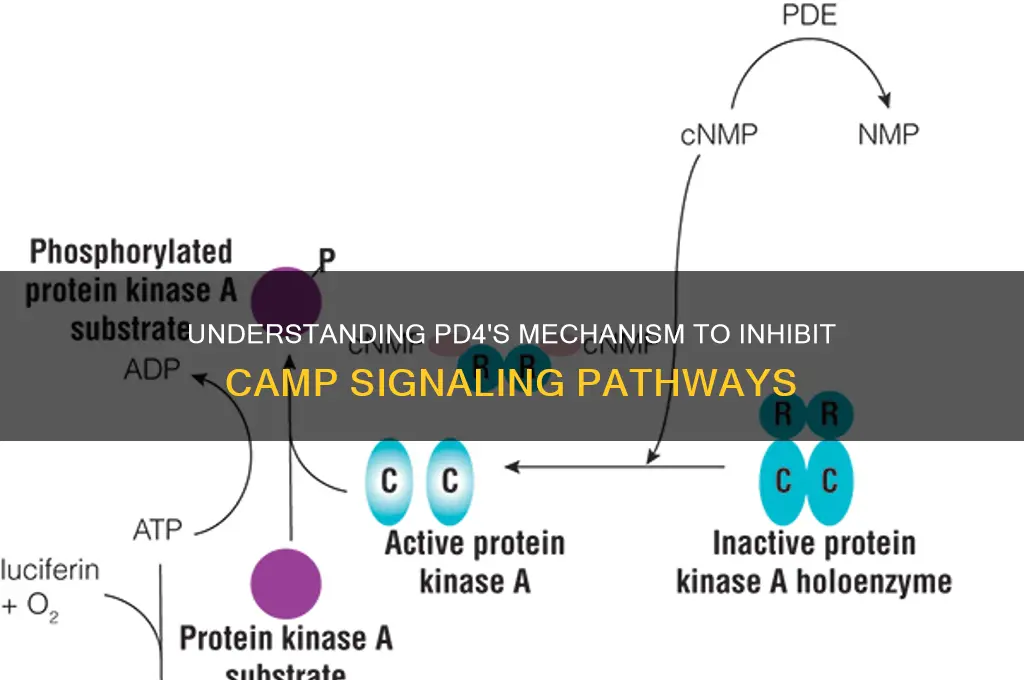 how does pd4 block camp