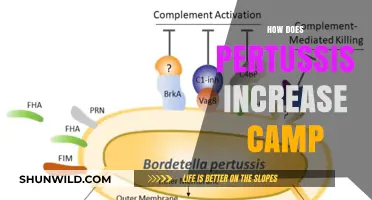 Pertussis and cAMP: Unraveling the Mechanism Behind Elevated Levels