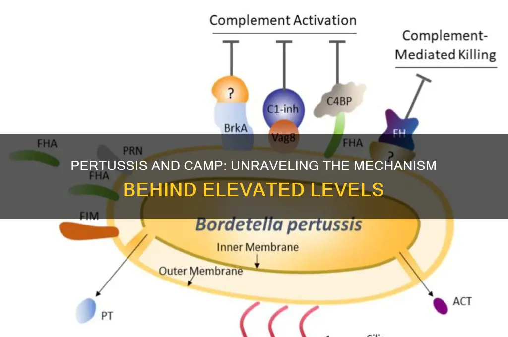 how does pertussis increase camp
