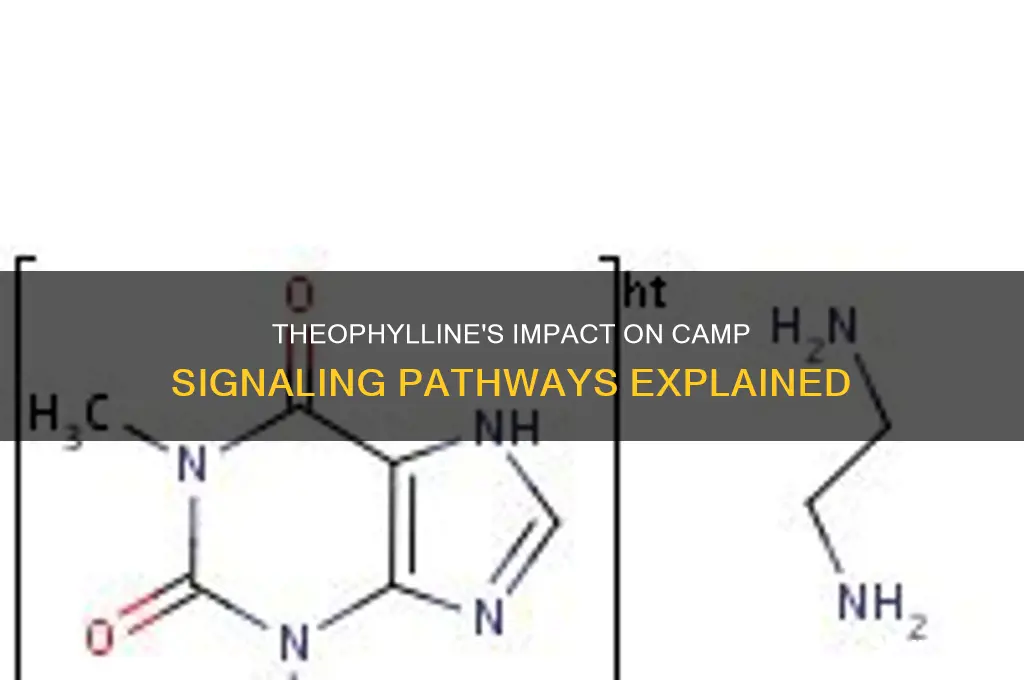 how does theophylline affect camp