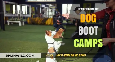 Dog Boot Camps: Effective Training or Quick Fix?