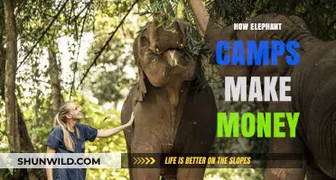 How Elephant Camps Profit: Tourism, Experiences, and Financial Insights