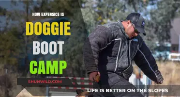 Doggie Boot Camp Costs: Is It Worth the Investment?