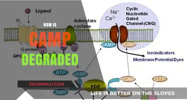 Understanding the Factors Leading to Camp Degradation and Decline