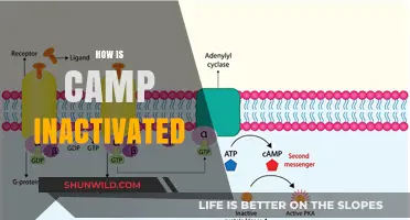 Understanding the Process of Camp Inactivation: Methods and Mechanisms