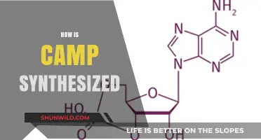 Understanding the Complex Process of How Camp is Synthesized