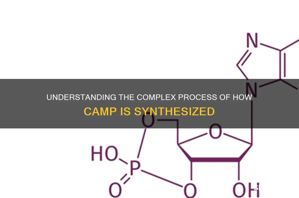 how is camp synthesized