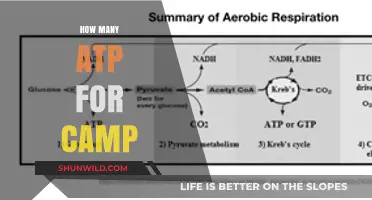 ATP Production in cAMP Signaling Pathways: A Comprehensive Breakdown