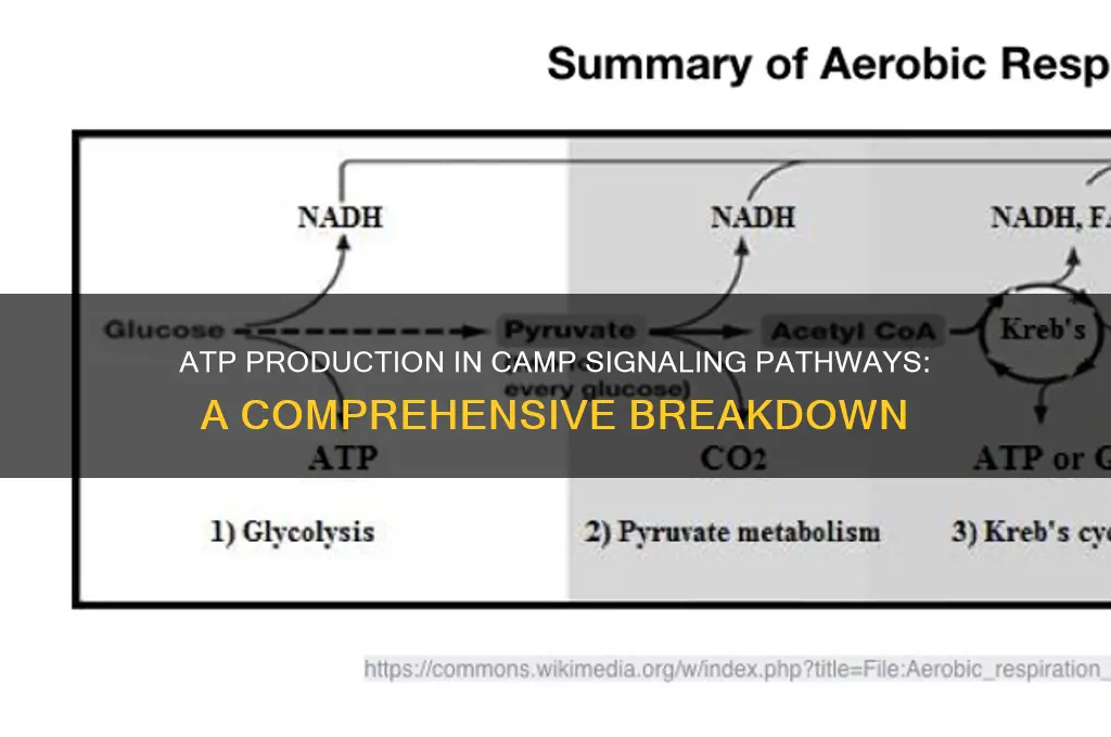 how many atp for camp