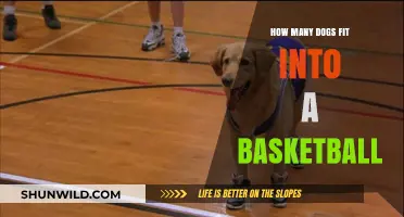 Basketball-Sized Dogs: How Many Can Fit?