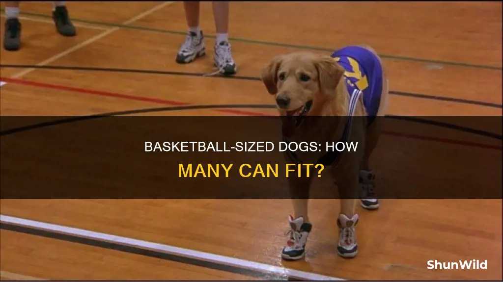 how many dogs fit into a basketball
