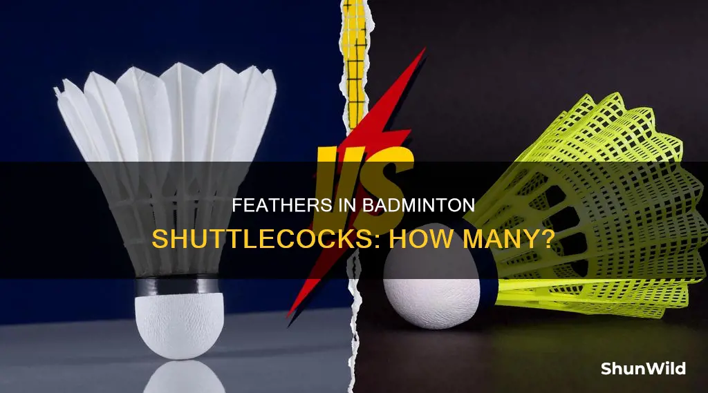 how many feathers are generally there in a badminton shuttlecock