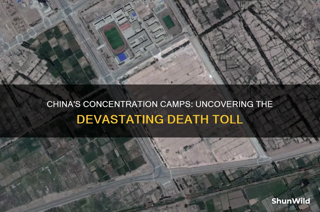 how many people died in china concentration camps