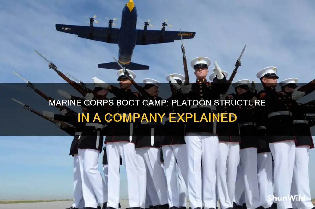 how many platoons in boot camp a marine corps company