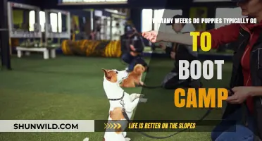 Puppy Boot Camp Duration: How Many Weeks is Typical?