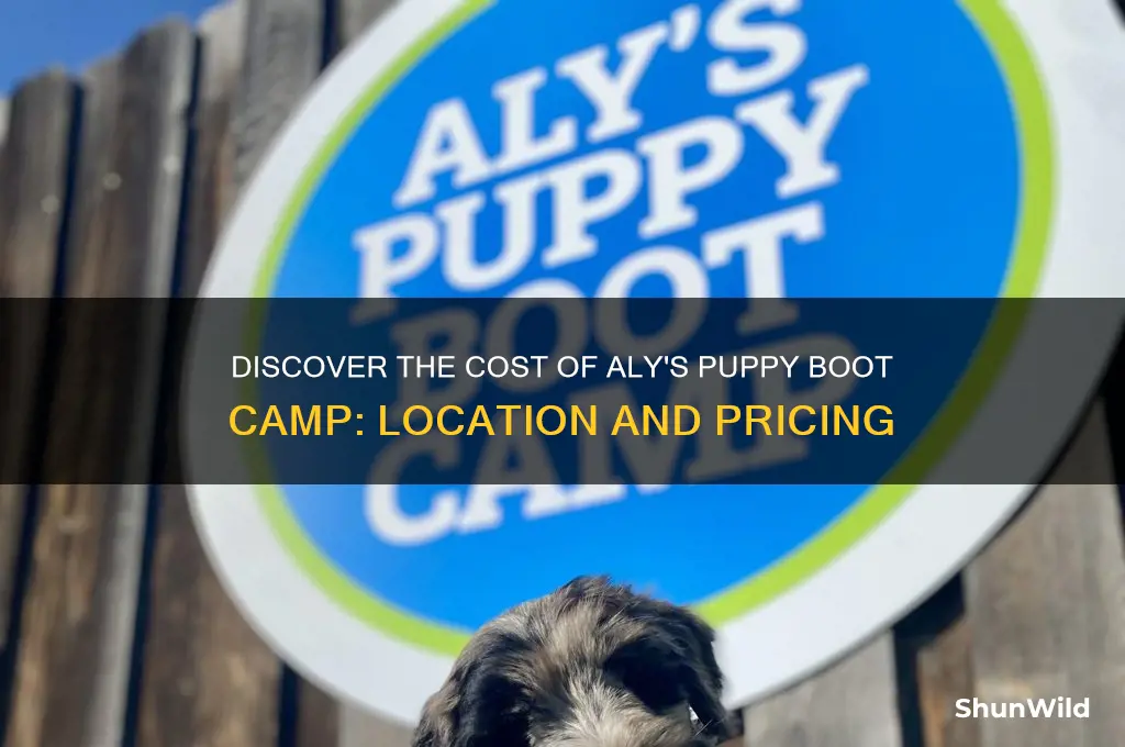 how much alys puppy boot camp located