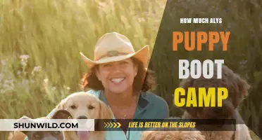 Aly's Puppy Boot Camp: Cost, Benefits, and Training Insights