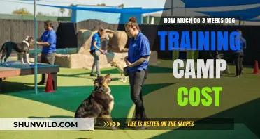 Dog Training Camp Costs: 3-Week Programs and Pricing Explained