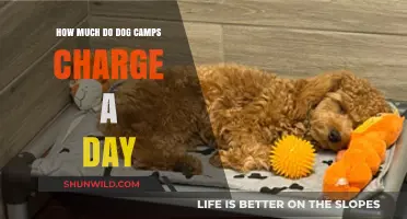 Daily Dog Camp Costs: What to Expect for Your Pup's Stay