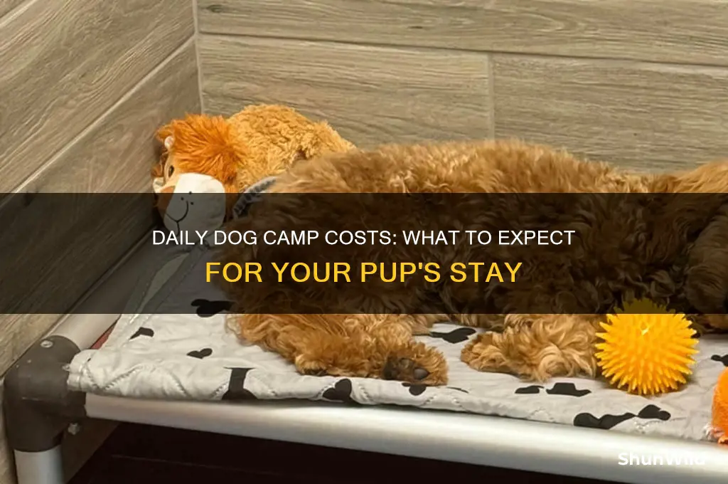 how much do dog camps charge a day